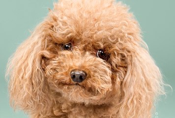 Perros antes y después de pasar por la peluquería