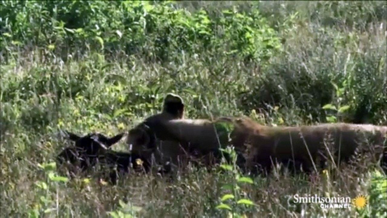 Un cucciolo di gnu viene raggiunto da una leonessa affamata, ma il finale è sorprendente!