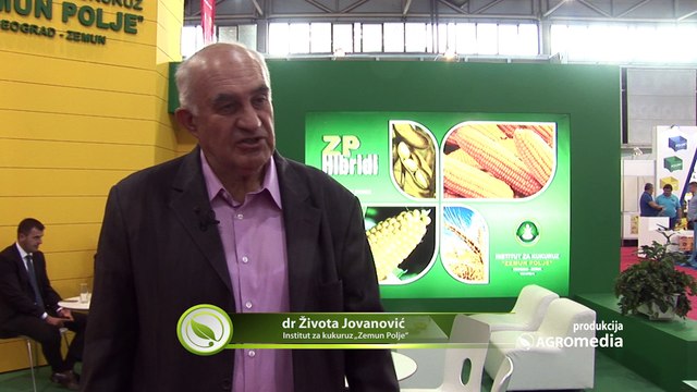 Koji su hibridi i agrotehničke mere najbolji za zakasnelu setvu kukuruza?