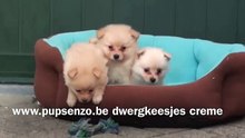 www.pupsenzo.be dwergkeesjes creme-vKp-HBX1ovg-HQ