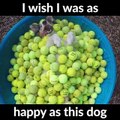 Dog In A Ball Pool