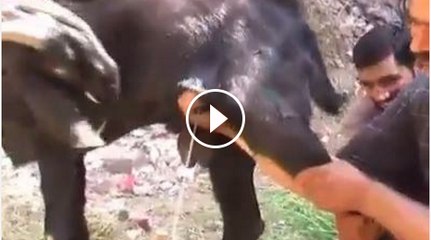 Male goat give the milk how its possible