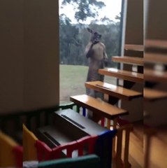 Kangaroo Fighting Its Own Reflection