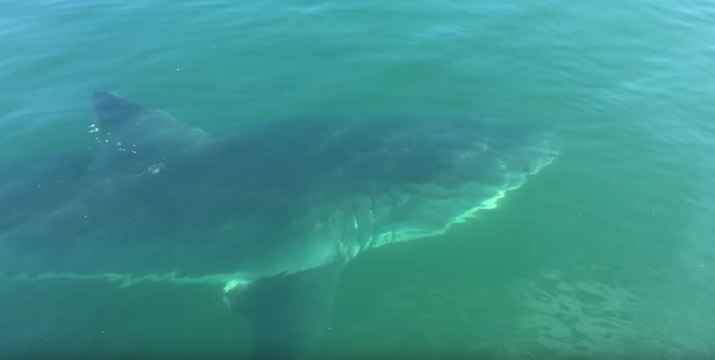 Un père et son fils regardent un requin de 6 mètres tourner autour de leur bateau
