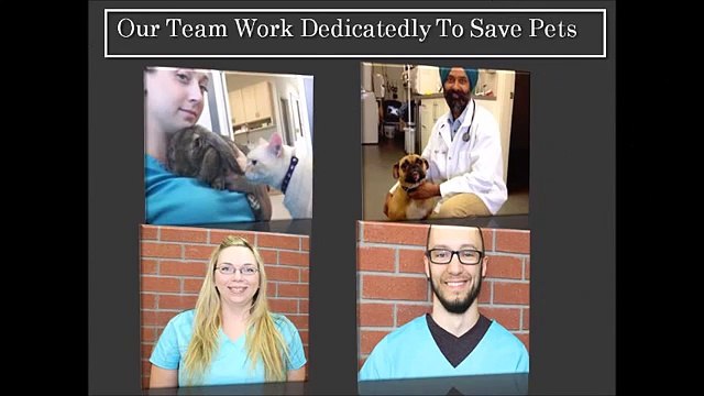 Gladys Vet -Veterinary hospital Abbotsford BC | Pet Emergency Care Abbotsford BC