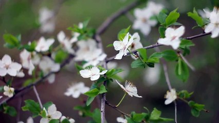 Helios 44-2 manual lens test - 16