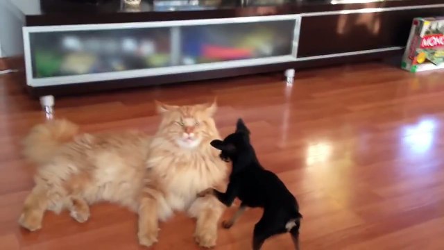 Кот породы мейн кун и назойливая собачонка .