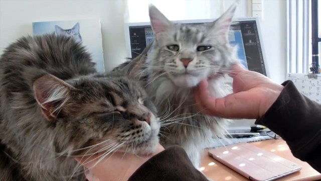 Мейн -Кун ! Красивые котики породы мейн кун .