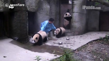 'Naughty' panda cubs play with zoo keeper