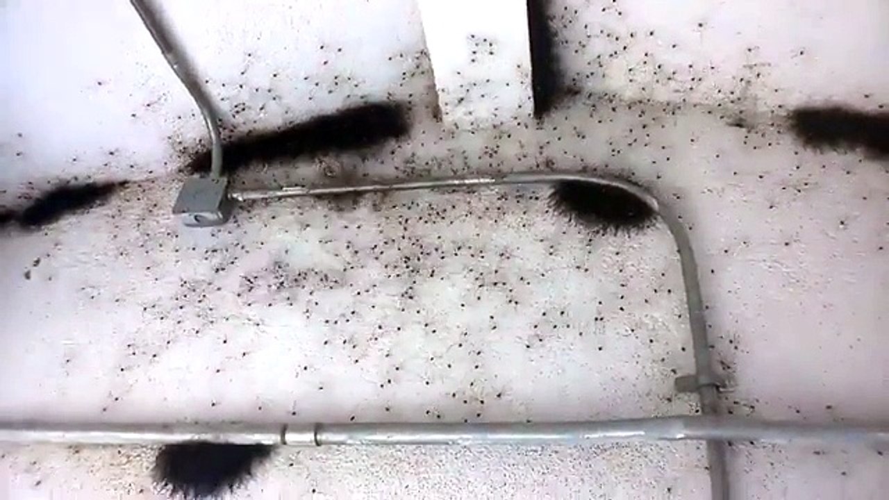 ARANHA, QUE ARANHA?  /  SPIDER, WHAT SPIDER?