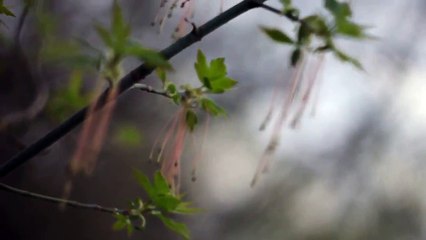 Helios 44-2 manual lens test - 10