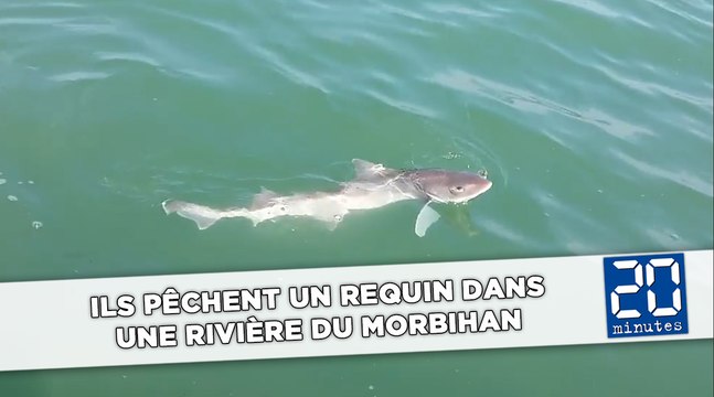 Ils pêchent un requin dans une rivière du Morbihan