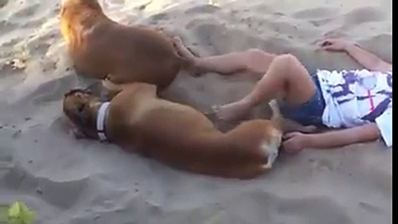 Une petite fille décide de réveiller un chien qui faisait la sieste, le chien à réagit aussi tôt.