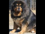 Caucasian Mountain Dog (Armenian dog Gampr)