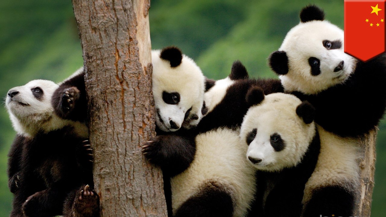 Giant pandas are endangered anymore, so does that make it OK to hunt them?