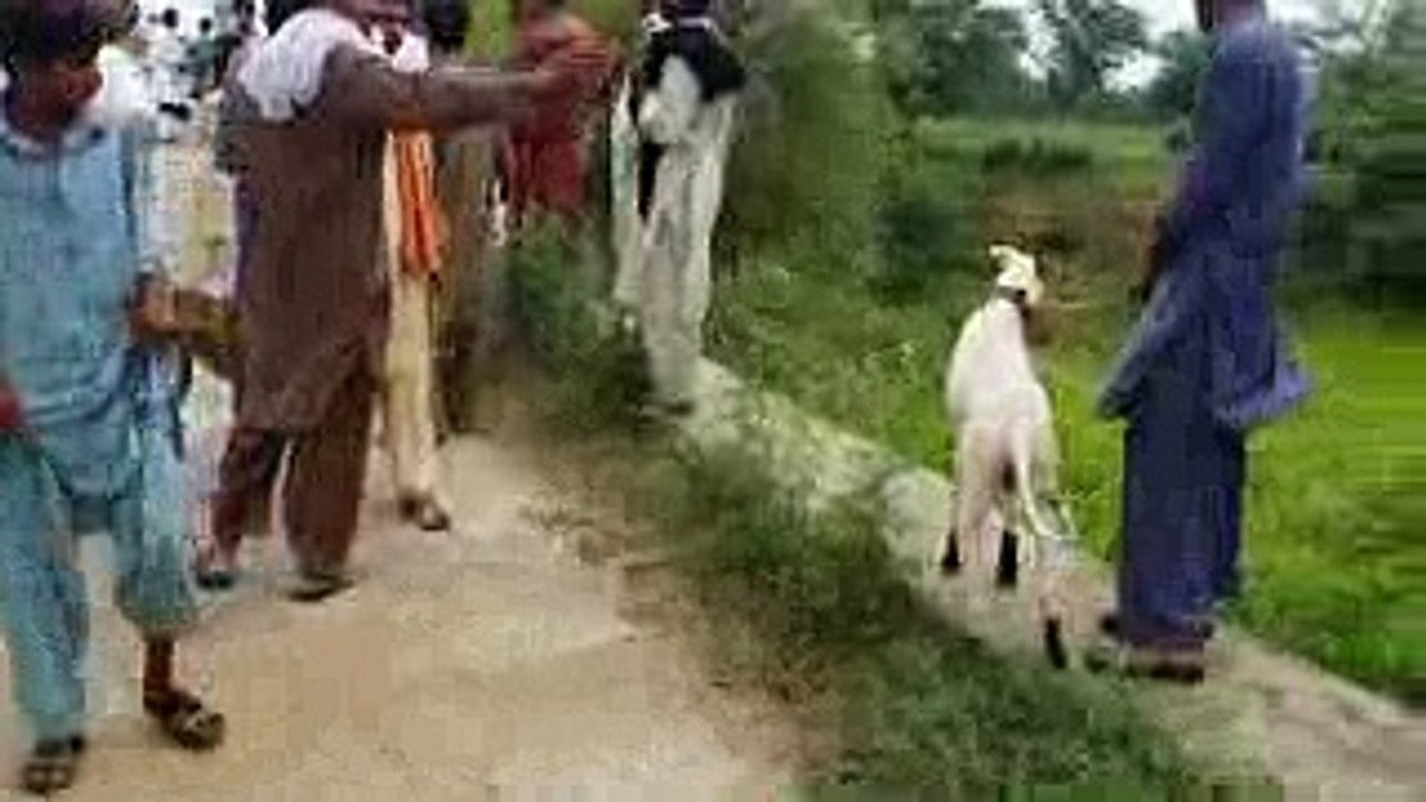 Shikar Hi Shikar   Gider Ka Shikar Lajpal Group