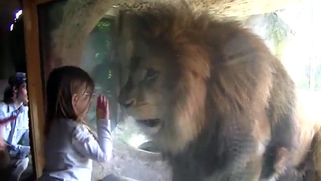 Bimba dà un bacino ad un leone. La reazione del felino è inaspettata!