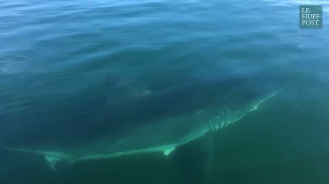 Tête-à-tête avec un immense requin blanc pour ce fils et son père