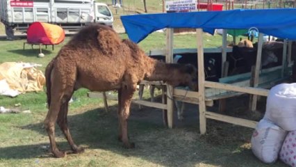 25 Bin Liralık Kurbanlık "Haydar"I Alana Tosun Hediye