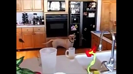 Top 10 Most Viewed Funny Videos On May 2014 -Funny Fails
