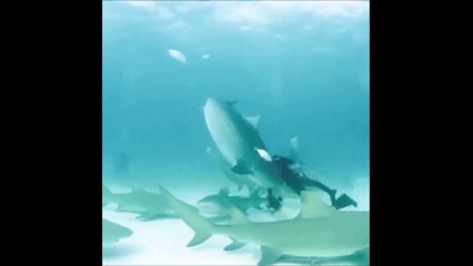 Ce plongeur va passer tout pret de la mort, le requin voulant lui manger la tête
