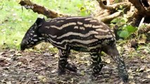 Endangered baby tapir plays with its mum