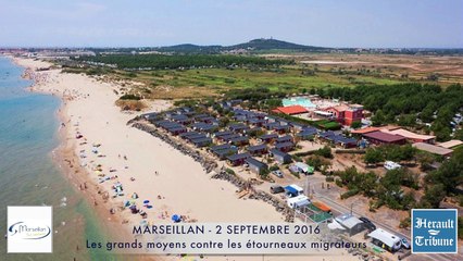 MARSEILLAN - LES GRANDS MOYENS CONTRE LES ETOURNEAUX INDESIRABLES