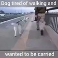 dog tired of walking and wanted to be carried