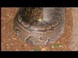 Python : World biggest Snake Burmese Python Found Alive in Amazon