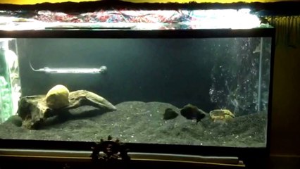 Aquário de 250 litros Ciclideos Americano