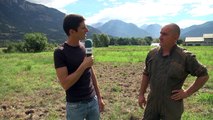 Hautes-Alpes : Le vers blanc véritable cauchemar pour les prairies du Guillestrois