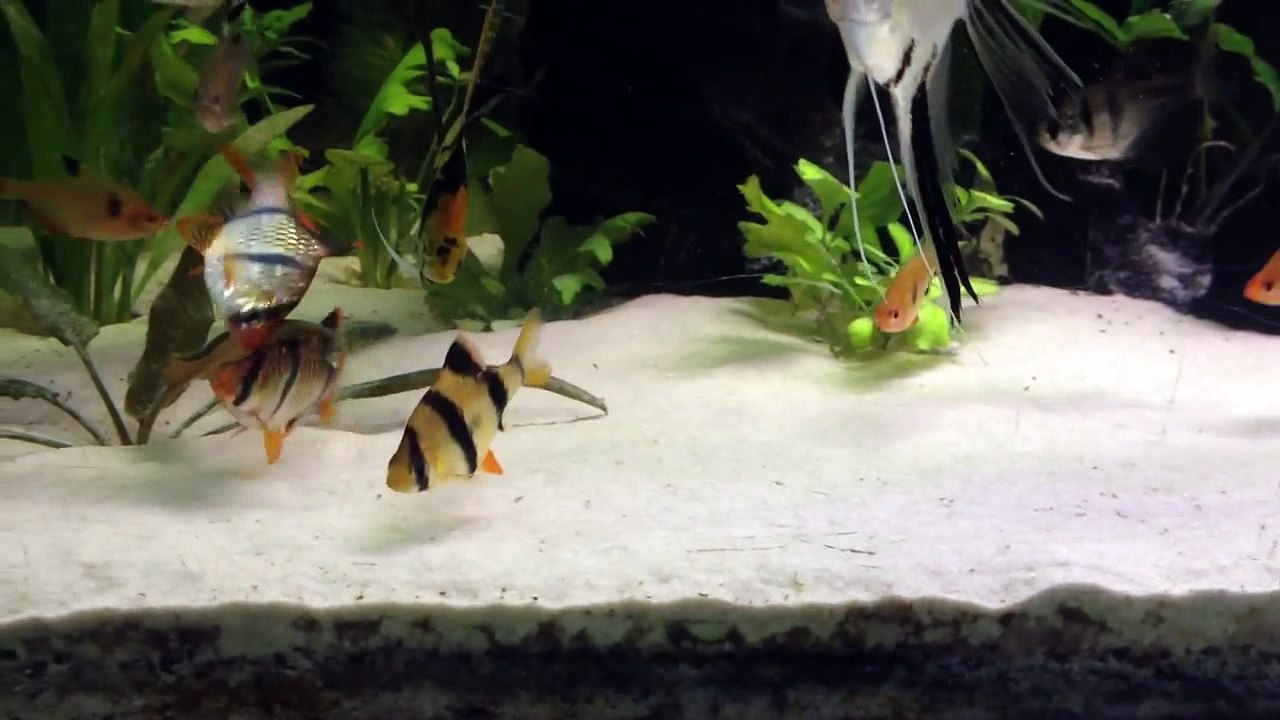 Ritual acasalamento Barbus Sumatra