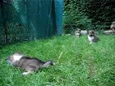 Les chiots à six semaines, Anaïs et Voyou