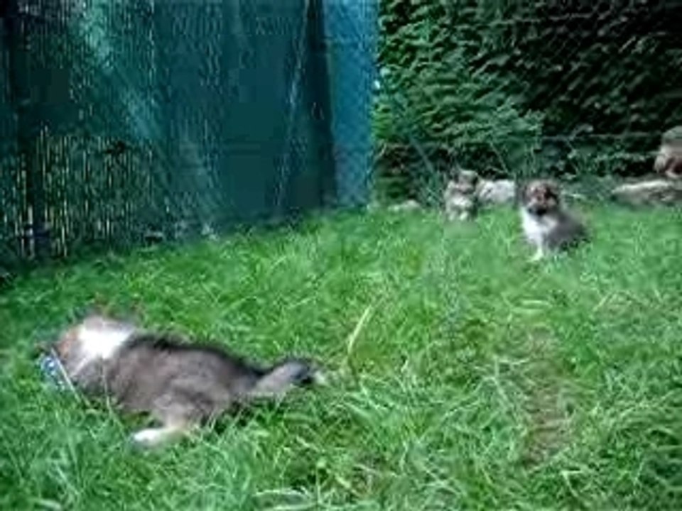 Les chiots à six semaines, Anaïs et Voyou