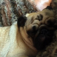 snoring pug