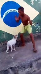Cachorro Dançando