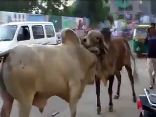 cow ladai killed man