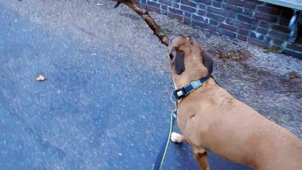 Brouwers Kolkje near Haarlem, early morning walk with Zeppo