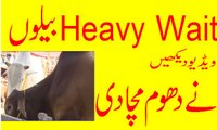 ‫گایوں نے لاہور میں دھوم مچادی-Heavy Wait Bull  ‬