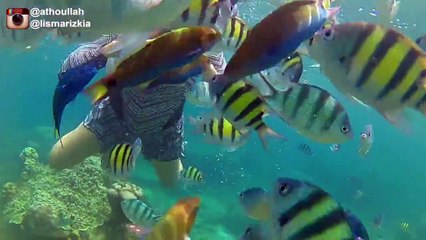 UNDERWATER with the  FISHES