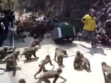 Des centaines de singes deviennent fous dans un zoo après le chariot de bouffe !