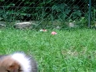 Chiot Anaïs et  Voyou à six semaines au parc