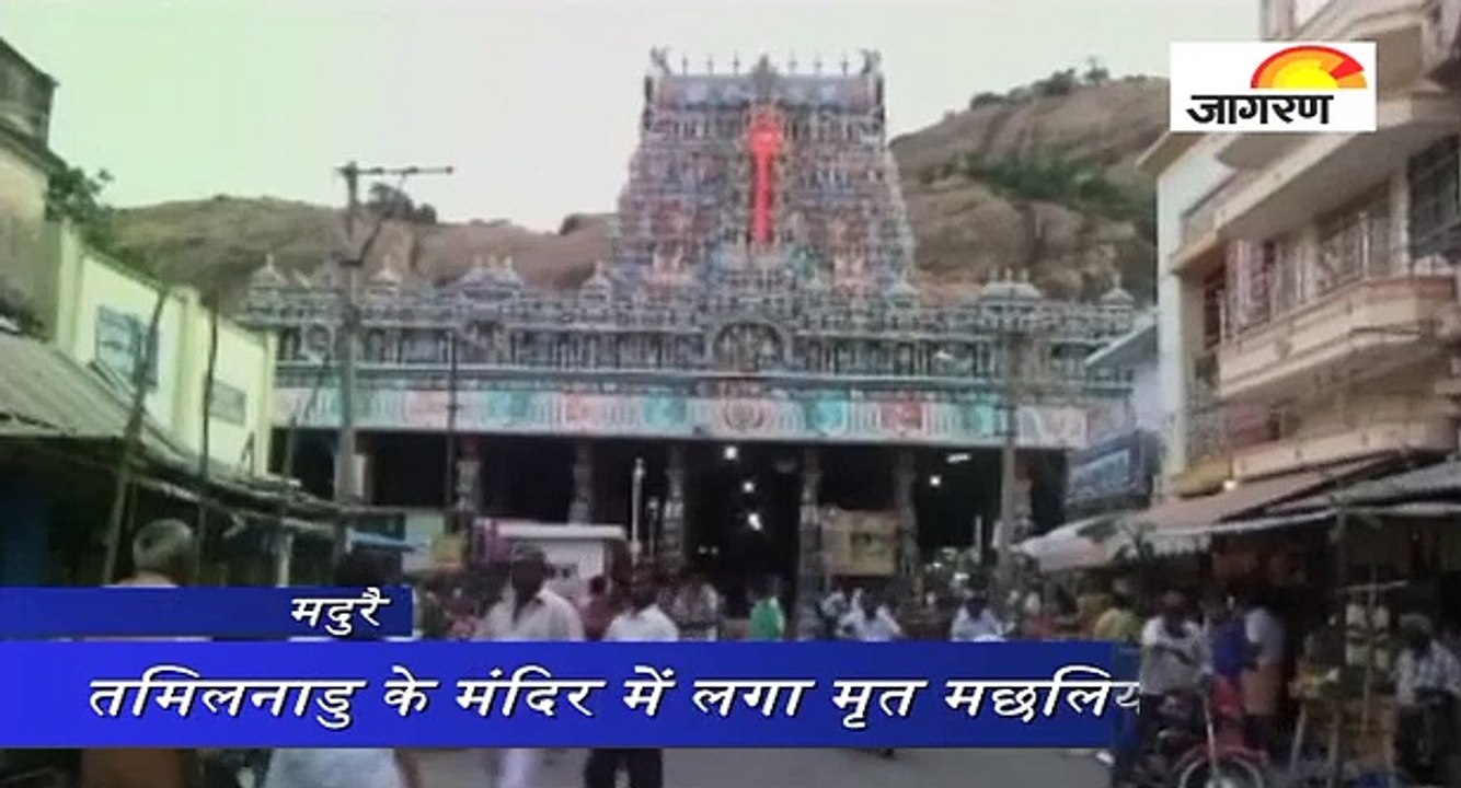 तमिलनाडु के मंदिर में लगा मृत मछलियों का ढेर
