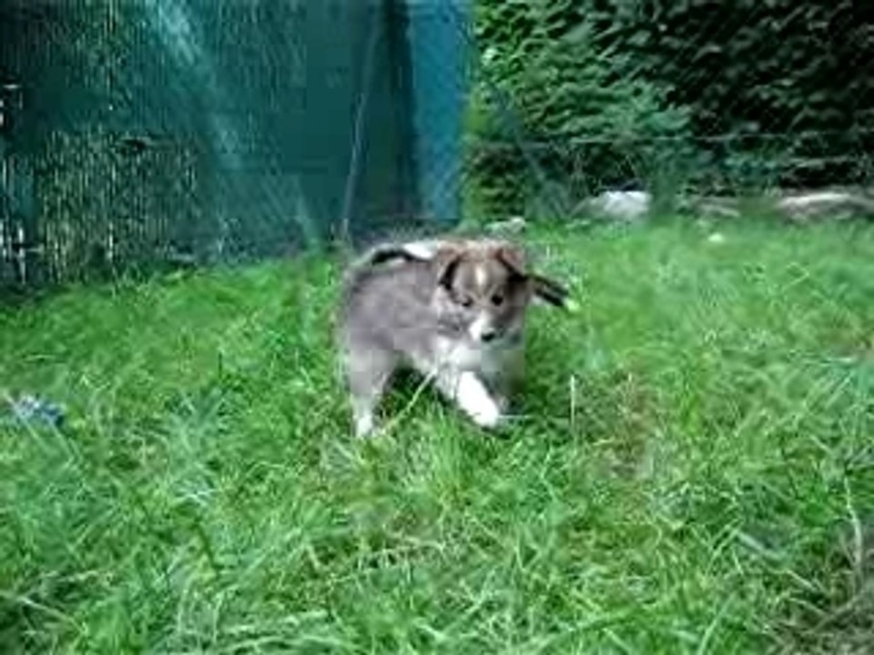 Chiots Anaïs et Voyou au parc à six semaines