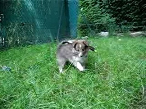 Chiots Anaïs et Voyou au parc à six semaines