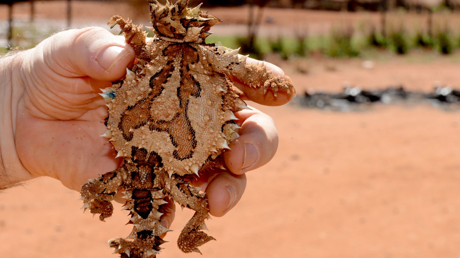 ⁣Top 10 Spikiest Living Things In The World