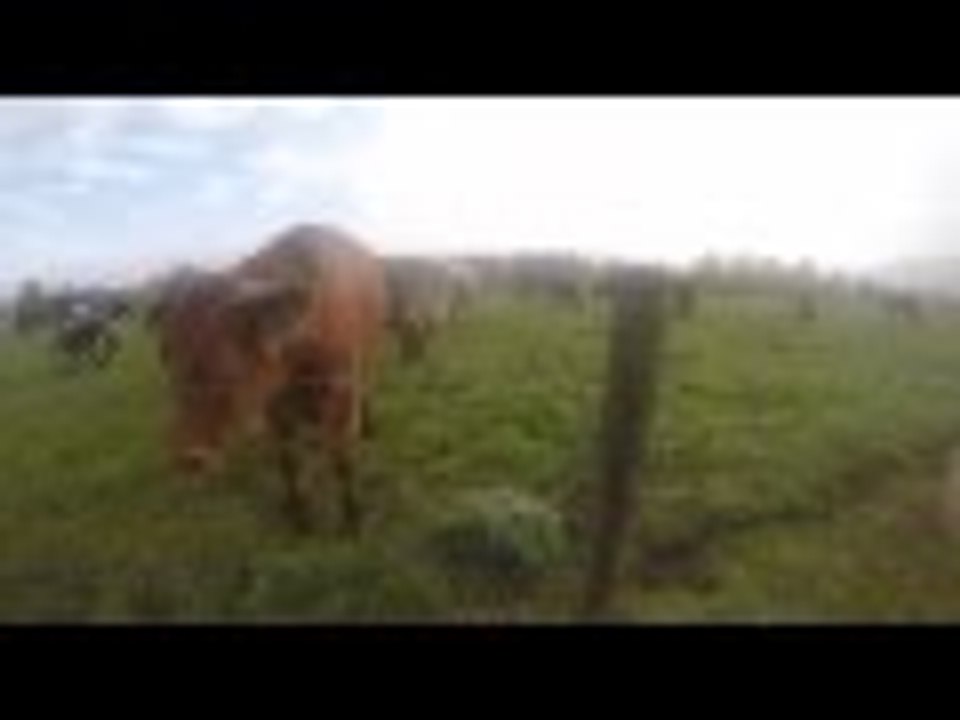 Hi German Cows