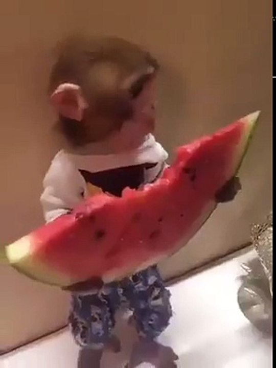 Monkey eating watermelon