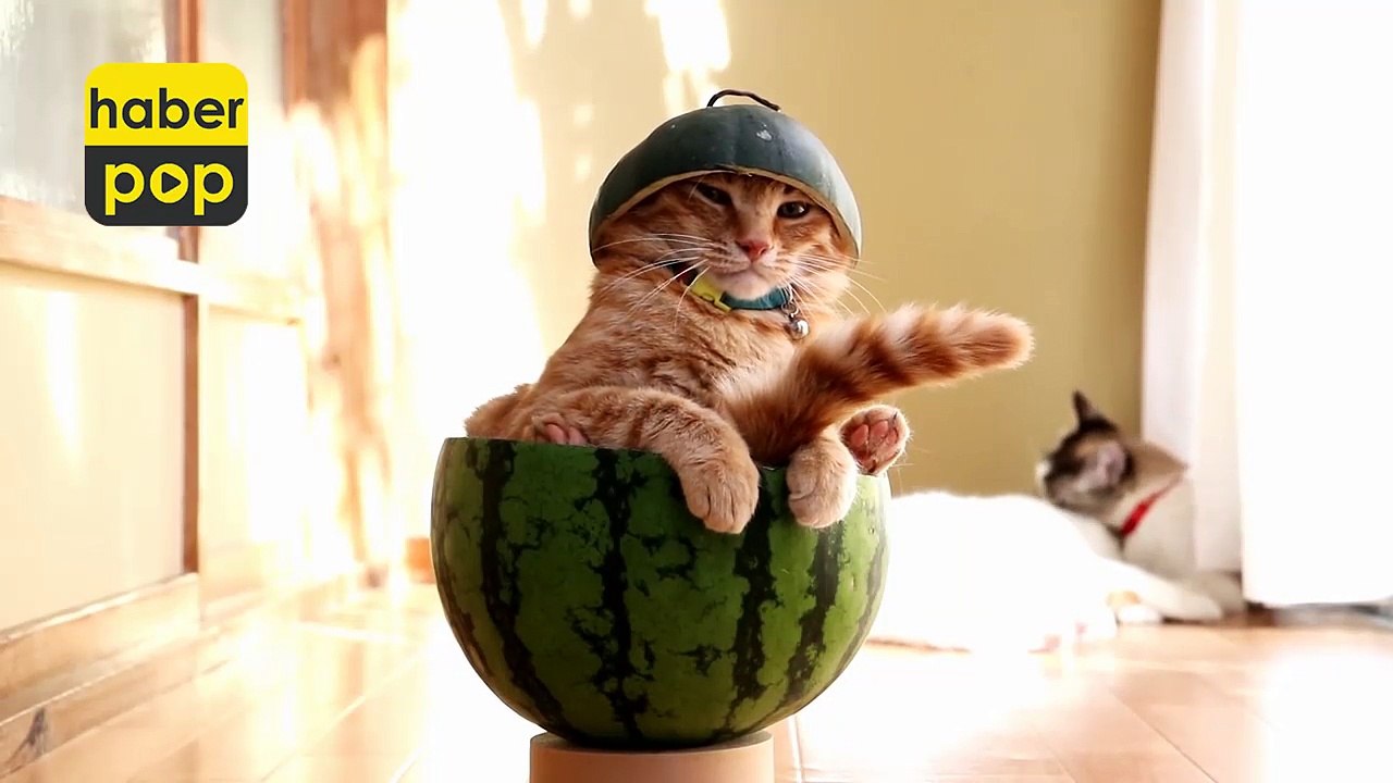 Karpuz içine giren kedinin keyfi #karpuz #kedi