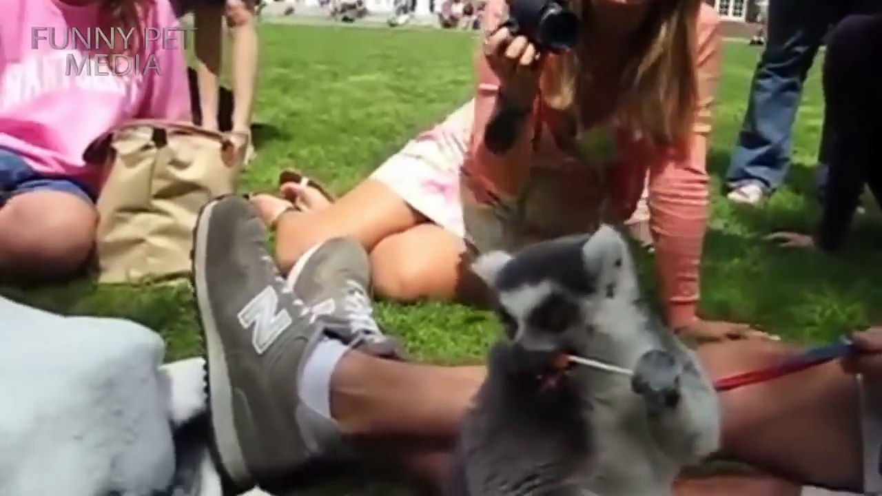 ANIMAL FAILS ★ FUNNY ANIMALS FAILS 2015 & 2016 (HD) [Funny Pets]